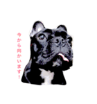French bulldog.nasubiiiiii（個別スタンプ：1）