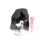 French bulldog.nasubiiiiii（個別スタンプ：2）