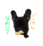 French bulldog.nasubiiiiii（個別スタンプ：5）