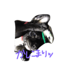 French bulldog.nasubiiiiii（個別スタンプ：6）