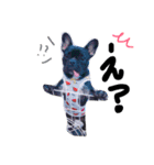French bulldog.nasubiiiiii（個別スタンプ：8）