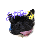 French bulldog.nasubiiiiii（個別スタンプ：9）
