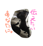 French bulldog.nasubiiiiii（個別スタンプ：10）