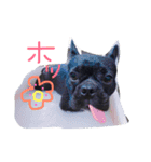 French bulldog.nasubiiiiii（個別スタンプ：11）