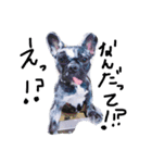 French bulldog.nasubiiiiii（個別スタンプ：12）