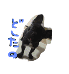 French bulldog.nasubiiiiii（個別スタンプ：13）