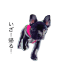 French bulldog.nasubiiiiii（個別スタンプ：15）