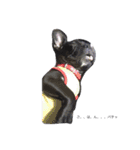 French bulldog.nasubiiiiii（個別スタンプ：16）