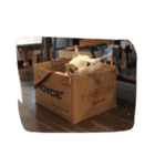 まろんげ1（個別スタンプ：13）