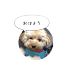 モカスタンプ1（個別スタンプ：1）