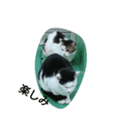 WAKAME  CAT（個別スタンプ：1）