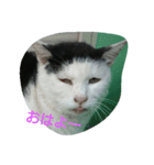 WAKAME  CAT（個別スタンプ：2）