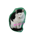 WAKAME  CAT（個別スタンプ：3）