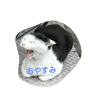 WAKAME  CAT（個別スタンプ：4）