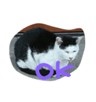 WAKAME  CAT（個別スタンプ：5）
