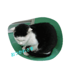 WAKAME  CAT（個別スタンプ：6）