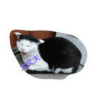 WAKAME  CAT（個別スタンプ：7）