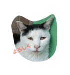 WAKAME  CAT（個別スタンプ：8）