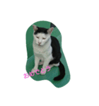 WAKAME  CAT（個別スタンプ：9）