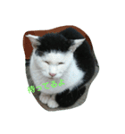 WAKAME  CAT（個別スタンプ：10）