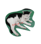 WAKAME  CAT（個別スタンプ：11）