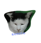 WAKAME  CAT（個別スタンプ：12）