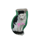 WAKAME  CAT（個別スタンプ：14）
