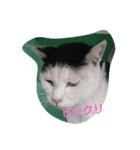 WAKAME  CAT（個別スタンプ：16）