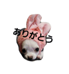 ちろたんの日常（個別スタンプ：9）