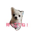ちろたんの日常（個別スタンプ：10）