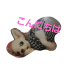 ちろたんの日常（個別スタンプ：13）