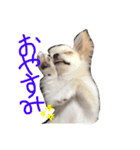 ラビ（個別スタンプ：1）