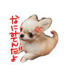 ラビ（個別スタンプ：2）