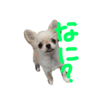 ラビ（個別スタンプ：3）