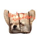 ラビ（個別スタンプ：6）