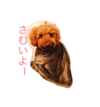 プードルの仁くん（個別スタンプ：1）