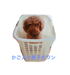 プードルの仁くん（個別スタンプ：2）
