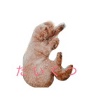 プードルの仁くん（個別スタンプ：6）