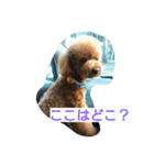 プー子（個別スタンプ：1）
