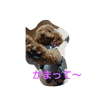 プー子（個別スタンプ：2）