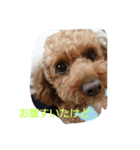 プー子（個別スタンプ：7）