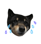 柴犬 ジャッキー  2（個別スタンプ：1）