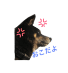 柴犬 ジャッキー  2（個別スタンプ：2）