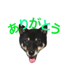 柴犬 ジャッキー  2（個別スタンプ：4）