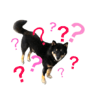 柴犬 ジャッキー  2（個別スタンプ：5）