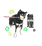 柴犬 ジャッキー  2（個別スタンプ：6）
