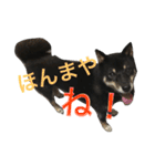 柴犬 ジャッキー  2（個別スタンプ：7）