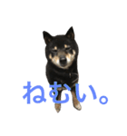 柴犬 ジャッキー  2（個別スタンプ：8）