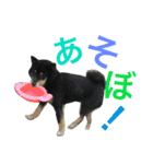 柴犬 ジャッキー  2（個別スタンプ：9）