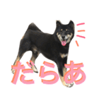 柴犬 ジャッキー  2（個別スタンプ：10）